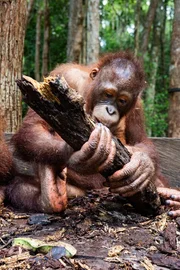 Ein junger Orang-Utan trainiert mit einem Ast. Die Tiere in der Auswilderungsstation sind Waisen. Menschen &uuml;bernehmen vor&uuml;bergehend die Rolle der Mutter, damit sie sp&auml;ter im Regenwald bestehen k&ouml;nnen.