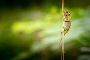 Picture Shows: Kirindy Forest chameleon, Madagascar. This fully grown female, the length of a human finger, is using a thin vine to travel from one branch to another. Chameleons have unique pincer-like feet, specially adapted for gripping branches. Their five toes can spread 180 degrees, with two pointing in one direction and three in the other.