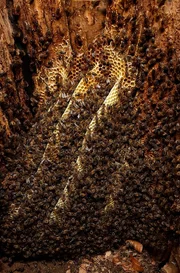 Wohnraum im Wald: Ein verwildertes Bienenvolk hat seine Waben in eine Baumh&ouml;hle gebaut.