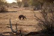 Erdferkel leben einzelg&auml;ngerisch und graben in den lockeren B&ouml;den der Kalahari nach Ameisen und Termiten.
