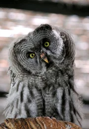 Weitere Helden dieser Folge sind die Bartkauz-Jungen