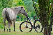 Fast wilde Pferde: Koniks leben im Naturpark Barnim und sind von Berlin aus per Rad gut zu erreichen.
