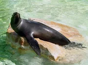 Seel&ouml;win Sandra beim Sonnenbad