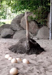 Straußenhenne Peggy mit vielen Straußeneiern. Straußenhenne Peggy mit vielen Straußeneiern.
