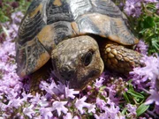Es gibt sie auch in Italien, die griechische Landschildkr&ouml;te &ndash; doch ihr Bestand ist gef&auml;hrdet.