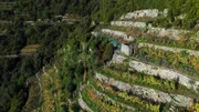 Der Weinbau hat eine lange Tradition in den Cinque Terre – trotz aller Widrigkeiten und Risiken, die ein Anbau auf steilen Klippen mit sich bringt. Der Weinbau hat eine lange Tradition in den Cinque Terre – trotz aller Widrigkeiten und Risiken, die ein Anbau auf steilen Klippen mit sich bringt.