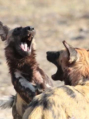 Botswana wild dogs.