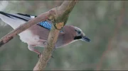 Die Eichh&ouml;rnchen vergraben ihre Vorr&auml;te f&uuml;r den kommenden Winter. Der Eichelh&auml;her hat darauf gewartet.