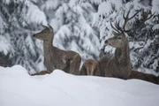 Ein Rudel Rotwild steht gefangen im frisch gefallenem Tiefschnee.