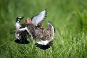 An den Ufern des D&uuml;mmer Sees in Niedersachsen haben sich die Best&auml;nde der Uferschnepfe seit der Jahrtausendwende gut erholt. Hier kommt es noch regelm&auml;&szlig;ig zu Revierk&auml;mpfen, die mit dem Schnabel ausgetragen werden.