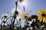 Der Fr&uuml;hling kommt: Auf der Schw&auml;bischen Alb stehen die Wiesen in voller Bl&uuml;te.