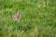 Die Schnepfen-K&uuml;ken suchen ihre Nahrung von Beginn an selbst&auml;ndig und fressen dabei bis zu 5.000 Insekten am Tag.