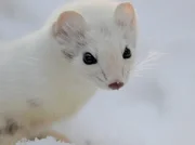 Das Hermelin erfreut sich mittels Freudenspr&uuml;nge am frisch gefallenem Schnee.