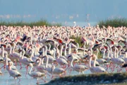 Afrika von oben - Wildnis Flamingos im Krueger Nationalpark Afrika von oben - Wildnis Flamingos im Krueger Nationalpark