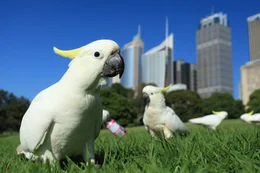 Gelbhaubenkakadu auf Wiese vor Skyline, Sydney, Australien
