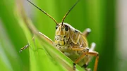 A giant orange grasshopper is on a leaf.