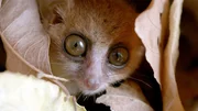 Mausmakis sind die kleinsten aller Lemuren. Den Tag verbringen sie gesch&uuml;tzt in einer Baumh&ouml;hle.