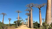 In der Nähe der Stadt Morondava liegt die berühmte Allee der Baobabs. Ein „Must See“ für jeden Touristen. In der Nähe der Stadt Morondava liegt die berühmte Allee der Baobabs. Ein „Must See“ für jeden Touristen.