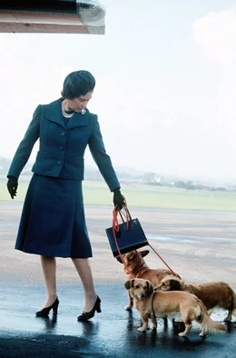 Die Hunde der Queen waren nicht nur ihre treuen Begleiter: Sie waren Teil des Palastlebens und wurden von der K&ouml;nigin bewusst unter die G&auml;ste gelassen.