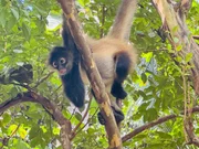 Im Dschungel in El Salvador ist er wieder heimisch geworden: der Klammer-Affe.