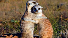 Die kleinen Erdm&auml;nnchen sind v&ouml;llig ersch&ouml;pft von ihrem anstrengenden Erkundungsgang. Schon 12 Wochen nach ihrer Geburt werden sie sich selbst versorgen k&ouml;nnen.