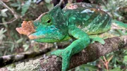 Der Lebensraum des Parson Cham&auml;leons sind die dicht bewaldeten Regenw&auml;lder Madagaskars