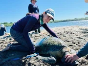 Tier&auml;rztin Melissa Valle bereitet eine gr&uuml;ne Meeresschildkr&ouml;te zum Wiegen und Vermessen vor.