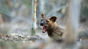 Ein junges Fossamännchen wartet unter einem Paarungsbaum auf ein Weibchen. Ein junges Fossamännchen wartet unter einem Paarungsbaum auf ein Weibchen.