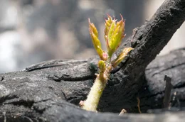 Korkeichen trotzen seit Jahrtausenden den immer wiederkehrenden Waldbr&auml;nden. Ihre dicke Borke sch&uuml;tzt die B&auml;ume und die darunter liegenden Knospen vor den Flammen.