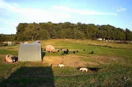 Ferkel werden von Raben von hinten am Schwanz gezogen, sogar umgeworfen.