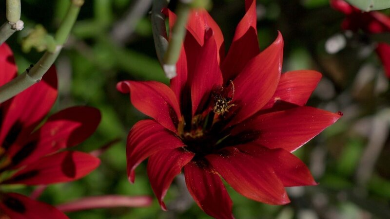 Südafrikas wilde Westküste (D, 2025)