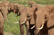 Eine gro&szlig;e Elefantenherde im Samburu-Nationalpark, Kenia