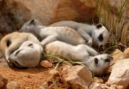 Die kleinen Erdm&auml;nnchen sind v&ouml;llig ersch&ouml;pft von ihrem anstrengenden Erkundungsgang. Schon 12 Wochen nach ihrer Geburt werden sie sich selbst versorgen k&ouml;nnen.