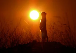 Erdm&auml;nnchen lieben die Sonne. Abends genie&szlig;en sie die letzten Sonnenstrahlen, bis die kalte W&uuml;sten-Nacht anbricht und sie sich in ihren Erdbau zur&uuml;ckziehen.