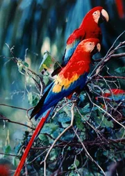 Eine Meeresschildkr&ouml;te mit lederartigem Panzer und ein farbenpr&auml;chtiger Papagei (das Foto zeigt zwei rote Ara) auf St. Vincent, eine kleine Insel in Westindien "erz&auml;hlen" von einer sehr sonderbaren, aber erfolgreichen Weise des Artenschutzes.