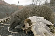 Eine Manguste sucht in der Aschelandschaft nach Verwertbarem. Neben anderen anpassungsf&auml;higen Tierarten z&auml;hlt sie zu den Gewinnern von Waldbr&auml;nden.