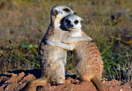 Die kleinen Erdm&auml;nnchen sind v&ouml;llig ersch&ouml;pft von ihrem anstrengenden Erkundungsgang. Schon 12 Wochen nach ihrer Geburt werden sie sich selbst versorgen k&ouml;nnen.