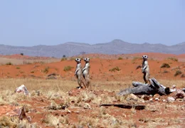Um sich einen besseren &Uuml;berblick zu verschaffen, klettern Erdm&auml;nnchen auf Erdh&uuml;gel, B&auml;ume oder Felsen. So erkennen sie fr&uuml;her, wenn sich ein Feind n&auml;hert.