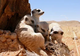 W&auml;hrend der Mittagshitze sind Schattenpl&auml;tze beliebt, aber auch rar. In der Namib-W&uuml;ste kann es bis zu 45 Grad im Schatten werden &ndash; B&auml;ume und Str&auml;ucher gibt es kaum.