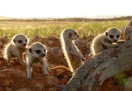 Erdm&auml;nnchen sind Sonnenanbeter. In den Abendstunden tanken sie ein letztes Mal W&auml;rme bevor sie in ihren Bauen verschwinden um die kalten Nachtstunden zu verschlafen.