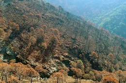 In Kiefernforsten hinterlassen die Waldbr&auml;nde ein Bild der Verw&uuml;stung. Es sind vor allem diese vom Menschen gepflanzten Monokulturen, die in den Sommermonaten gro&szlig;fl&auml;chig und vernichtend niederbrennen.