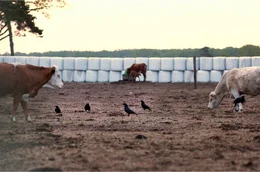 Selbst Rinder sind betroffen &ndash; Landwirte erz&auml;hlen uns von Attacken w&auml;hrend der Abkalbung.
