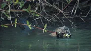 Berlin ist voller Naturspektakel und wilder Nachbarn. Über 200 Wildtierarten gibt es in der Stadt. Tendenz steigend. Ob Biber, Fledermaus oder Nachtigall: Die wilden Berliner haben sich längst in den vielfältigen ökologischen Nischen der Stadt eingerichtet. In Folge 1 von "Berlin ganz wild" geht es um Biber, Fledermaus und Nachtigall. - Biber im Landwehrkanal Berlin ist voller Naturspektakel und wilder Nachbarn. Über 200 Wildtierarten gibt es in der Stadt. Tendenz steigend. Ob Biber, Fledermaus oder Nachtigall: Die wilden Berliner haben sich längst in den vielfältigen ökologischen Nischen der Stadt eingerichtet. In Folge 1 von "Berlin ganz wild" geht es um Biber, Fledermaus und Nachtigall. - Biber im Landwehrkanal