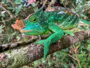 Der Lebensraum des Parson Cham&auml;leons sind die dicht bewaldeten Regenw&auml;lder Madagaskars.