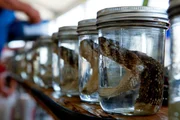 Rattlesnake heads in jars - Pic Shows: Rattlesnake heads in jars