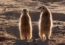 Erdm&auml;nnchen kommunizieren mit lauten Pfiffen, Keckern und einer Art Bellen. Immer wieder geraten sie in Streit - vor allem, wenn es ums Futter geht.