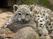 Ein Schneeleopardenbaby.