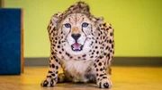 A cheetah is in the "education room." A cheetah is in the "education room."