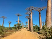 In der N&auml;he der Stadt Morondava liegt die ber&uuml;hmte Allee der Baobabs. Ein &bdquo;Must See&ldquo; f&uuml;r jeden Touristen.