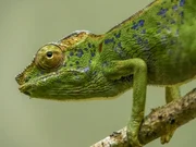 Laborde Cham&auml;leons haben eine besonders kurze Lebensdauer. Nur etwa 2 Monate nachdem sie aus dem Ei geschl&uuml;pft sind, sind sie bereits geschlechtsreif.